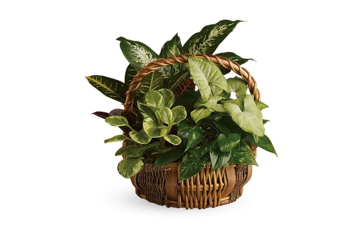 Emerald Garden Basket