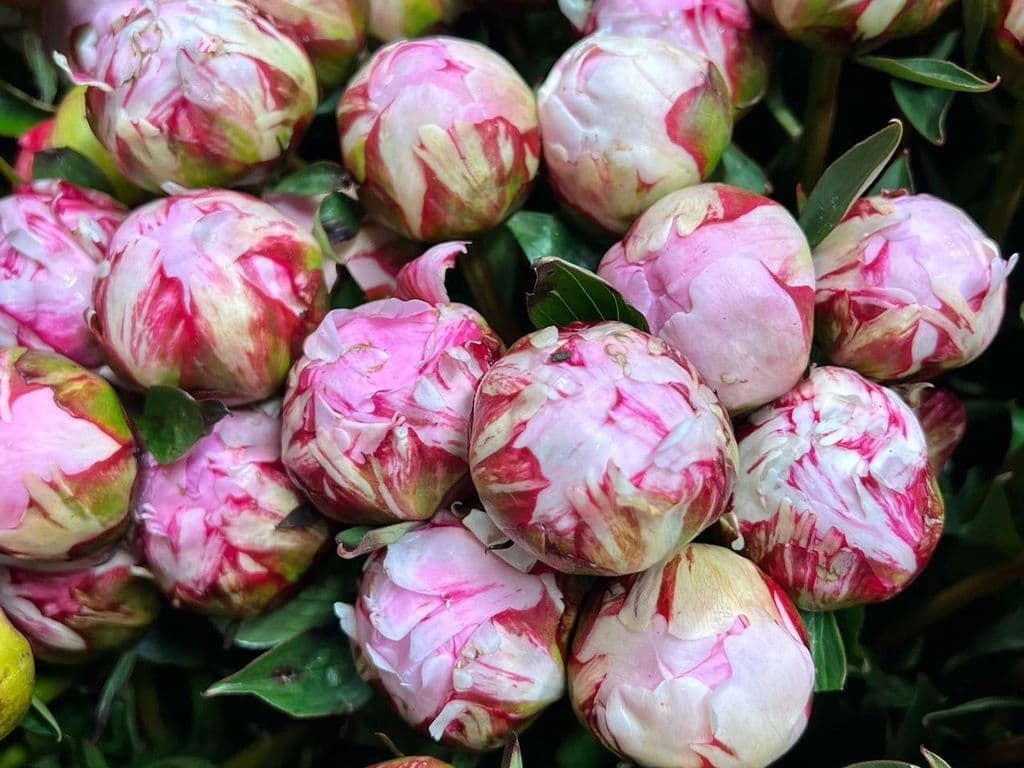 Flowers - Peonies Pink & White (5 stems)
