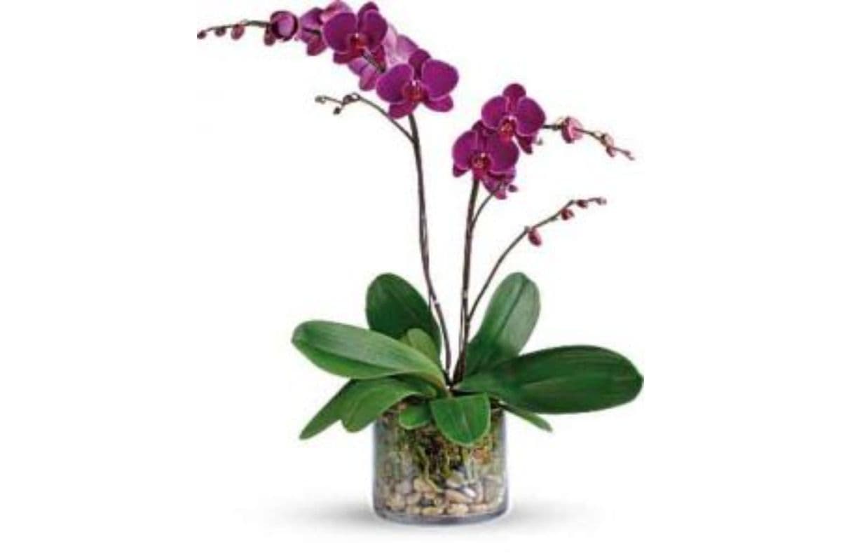Purple Phalaenopsis Orchid Two Spike