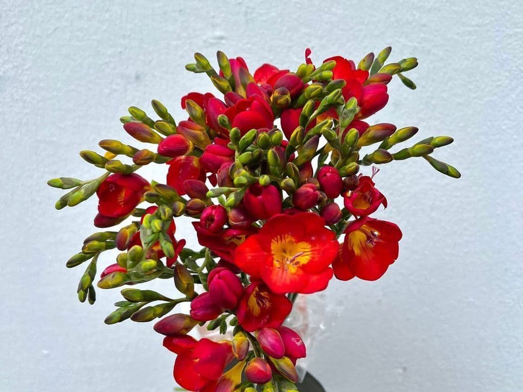 Flowers - Local Freesia Red & Orange (10 stems)