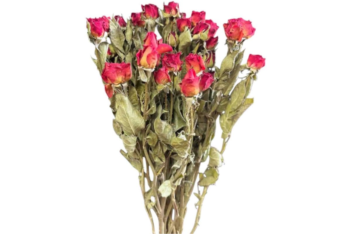 Dried Spray Roses - Small