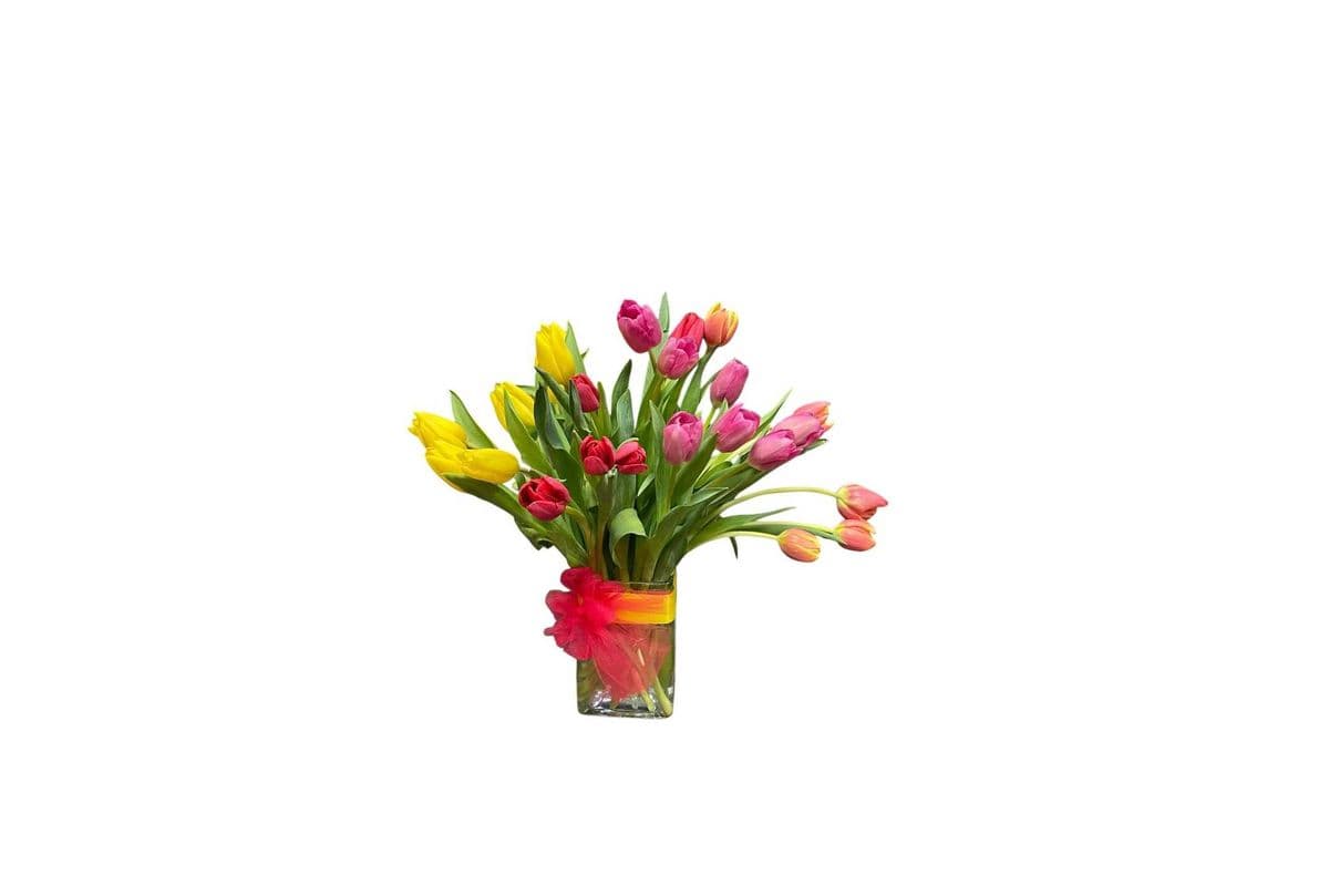 Lovely Tulip 13