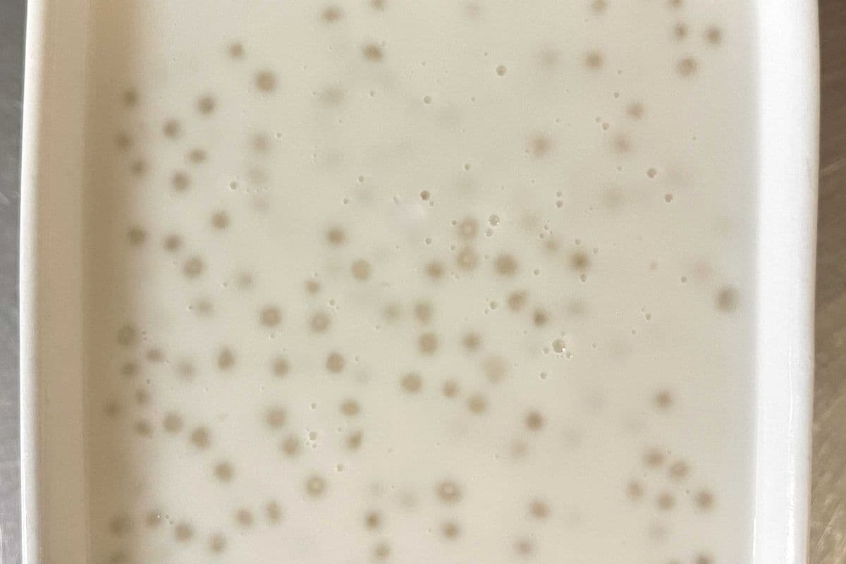 D4. Tapioca with Coconut Milk