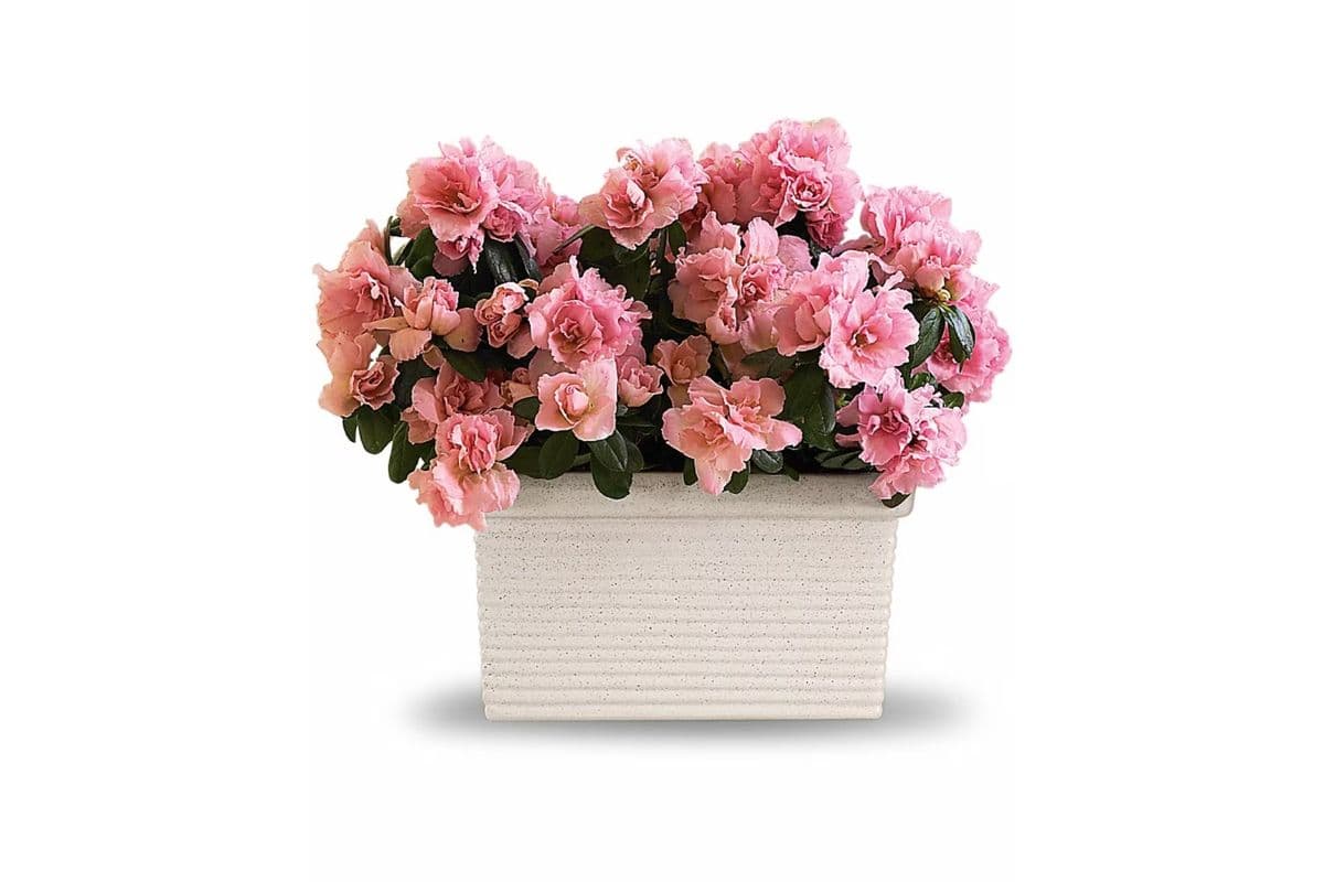 Sweet Azalea Delight