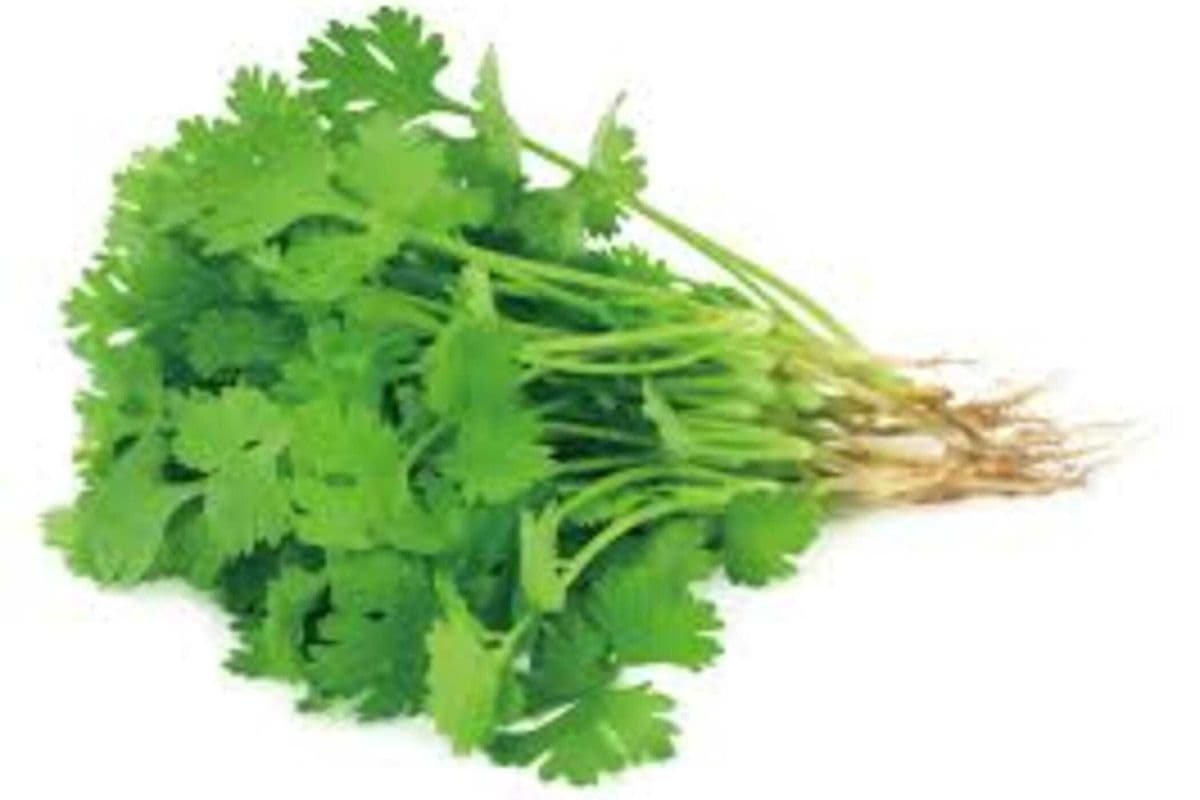 Coriander / 香菜