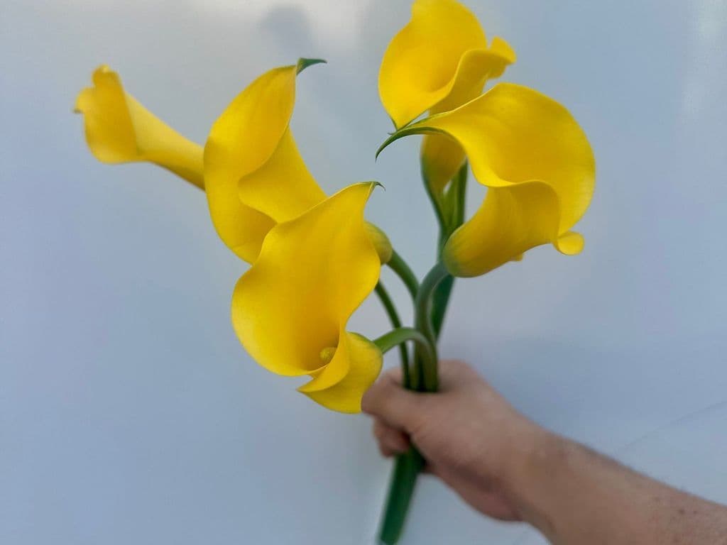 Flowers - Calla Lily Yellow (5 stems)