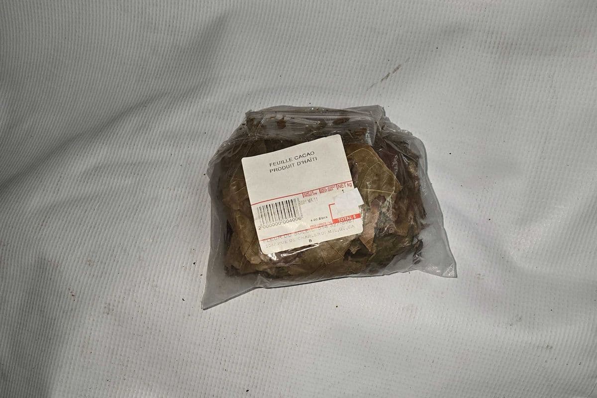 FEUILLE CACAO