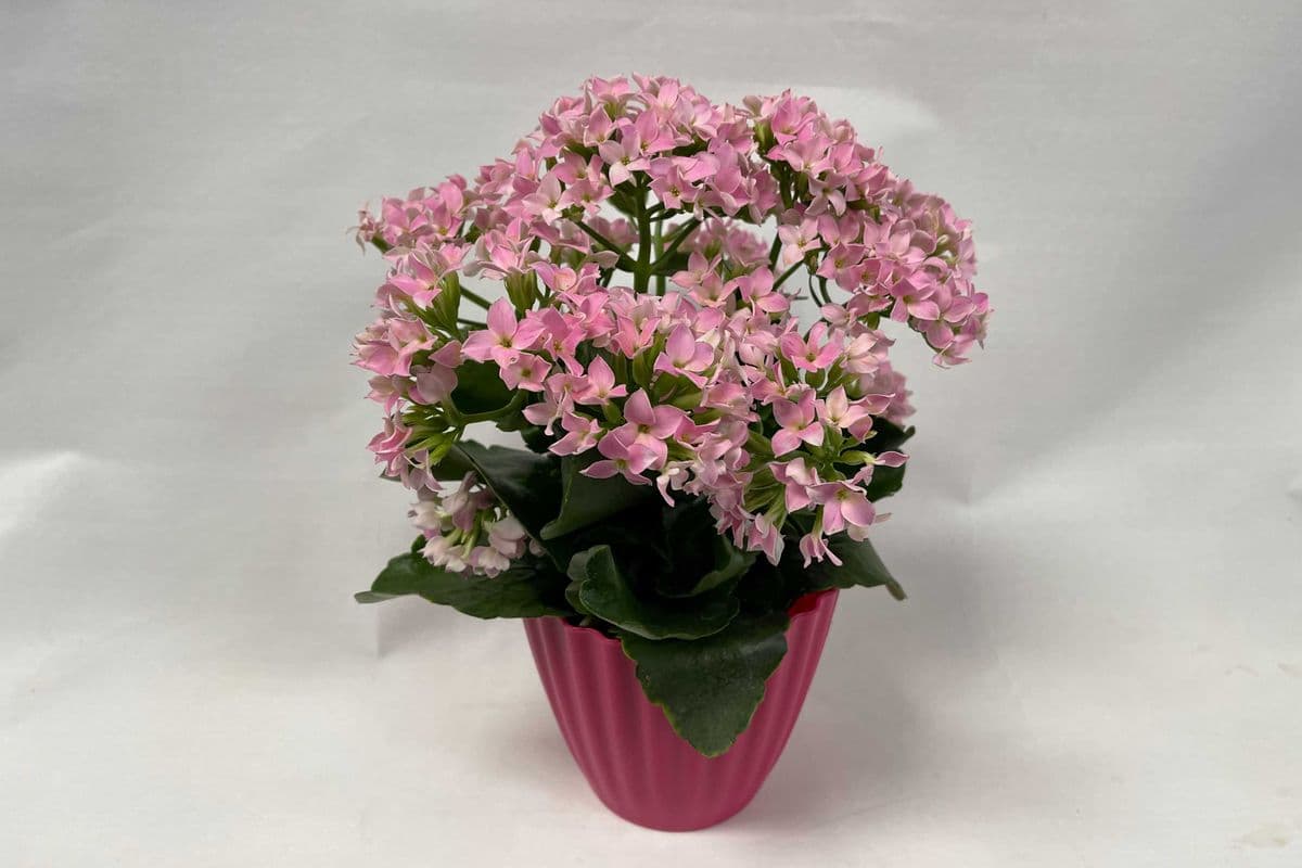 Flowering Plant