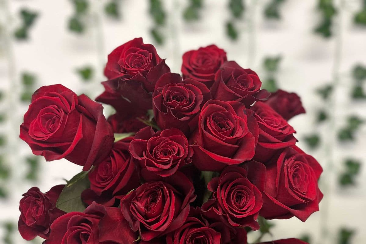 Valentine rose arrangement - 12 roses
