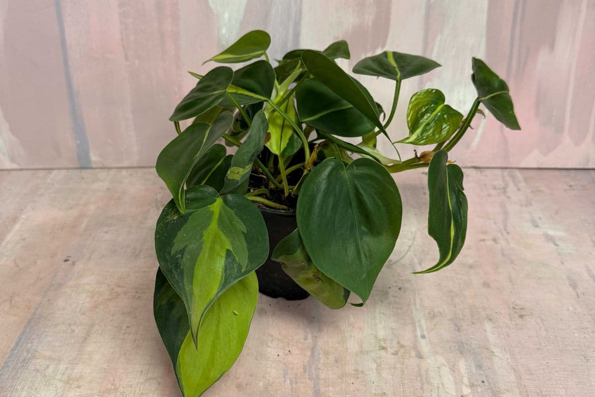 4" Philodendron Brasil