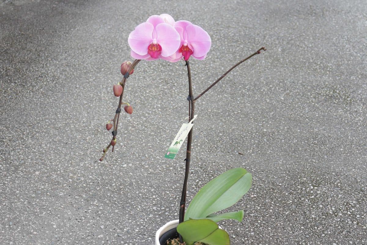 Phalaenopsis Orchid Waterfall - Light Pink #4
