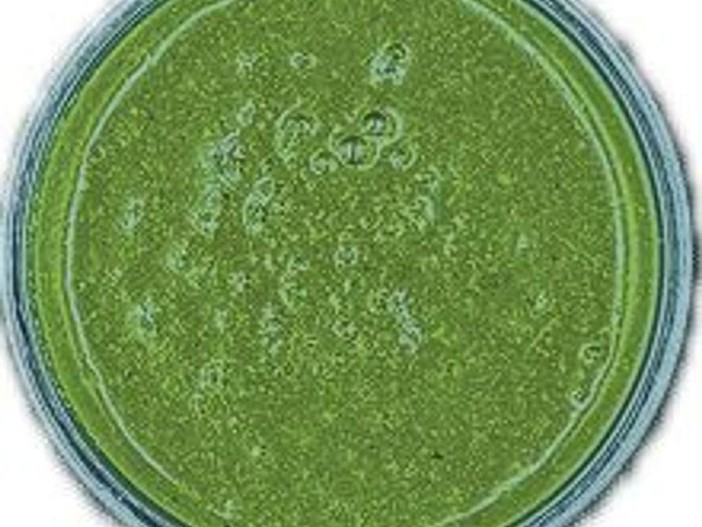 Green Chutney (NEW)