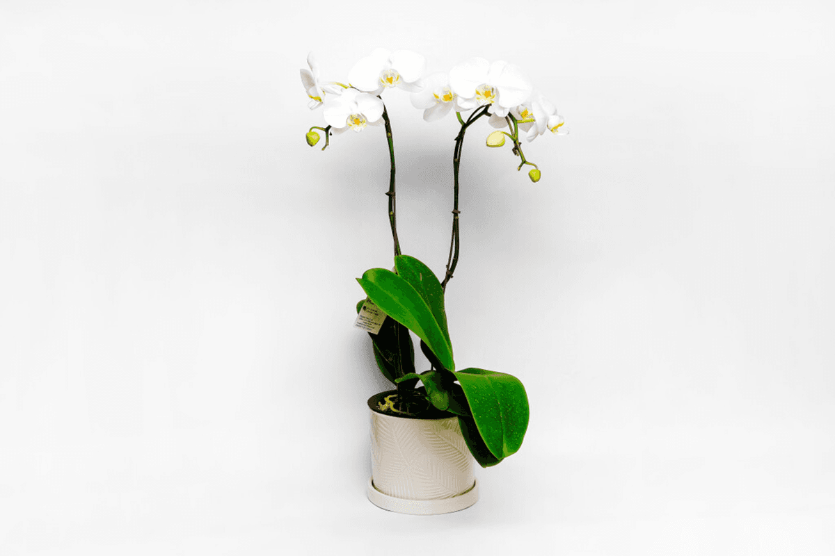 Elegant White Orchid 2 Stems in Ceramic Planter SKU101P
