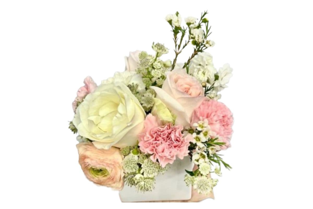 White and Pink Glory