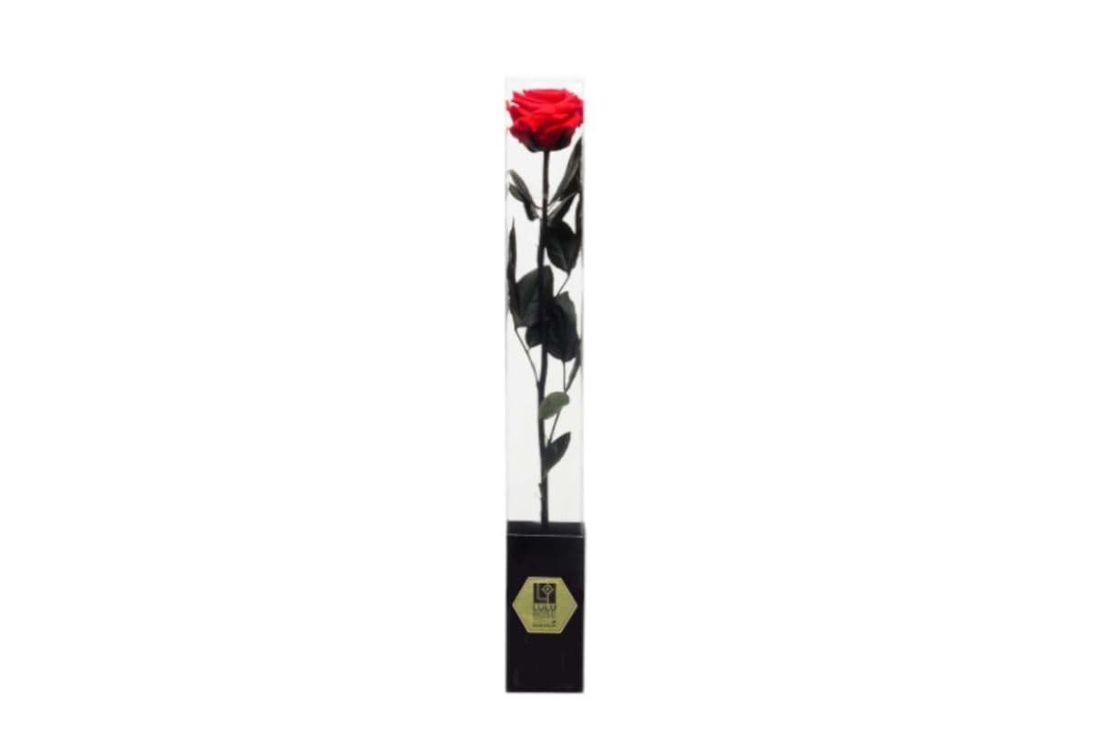 Preserved Red Rose - 1 Stem