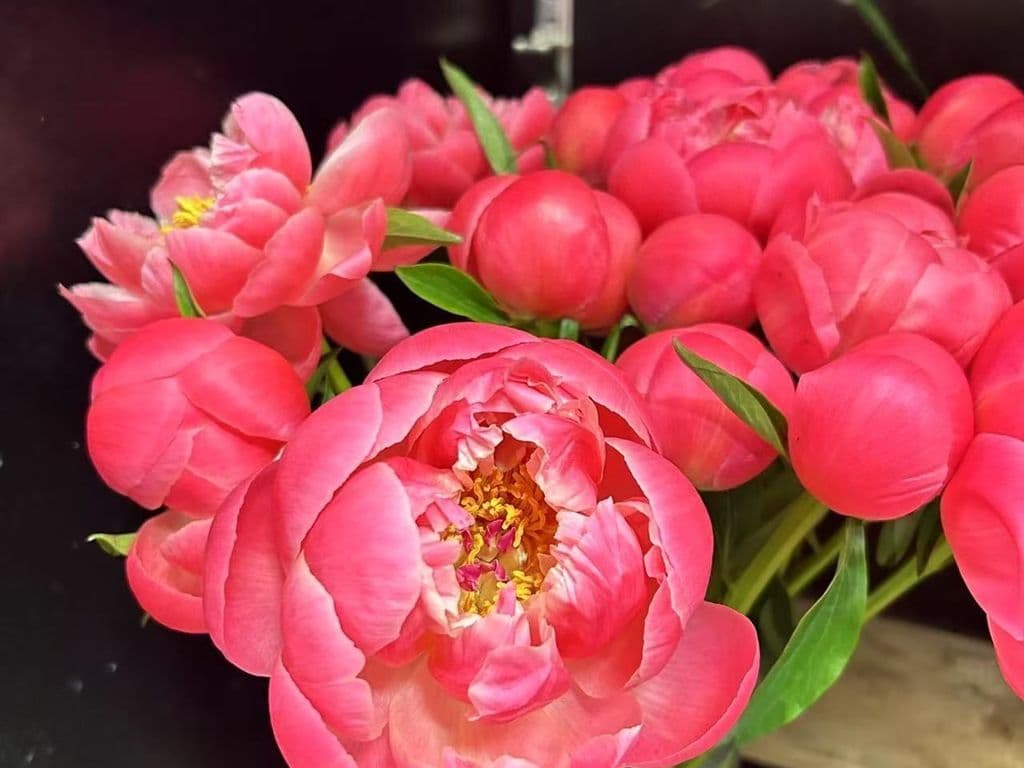 (BEST SELLER) Flowers - Peonies Coral (5 stems)