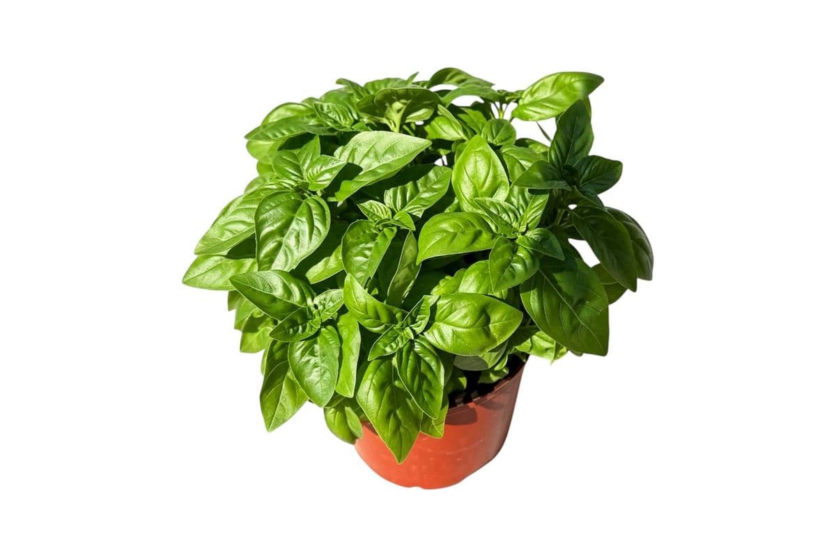 Basil - 6 Inch Pot