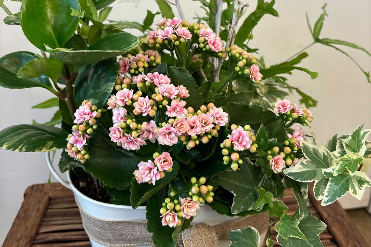 Mixed Planter~ Designer's Choice Standard