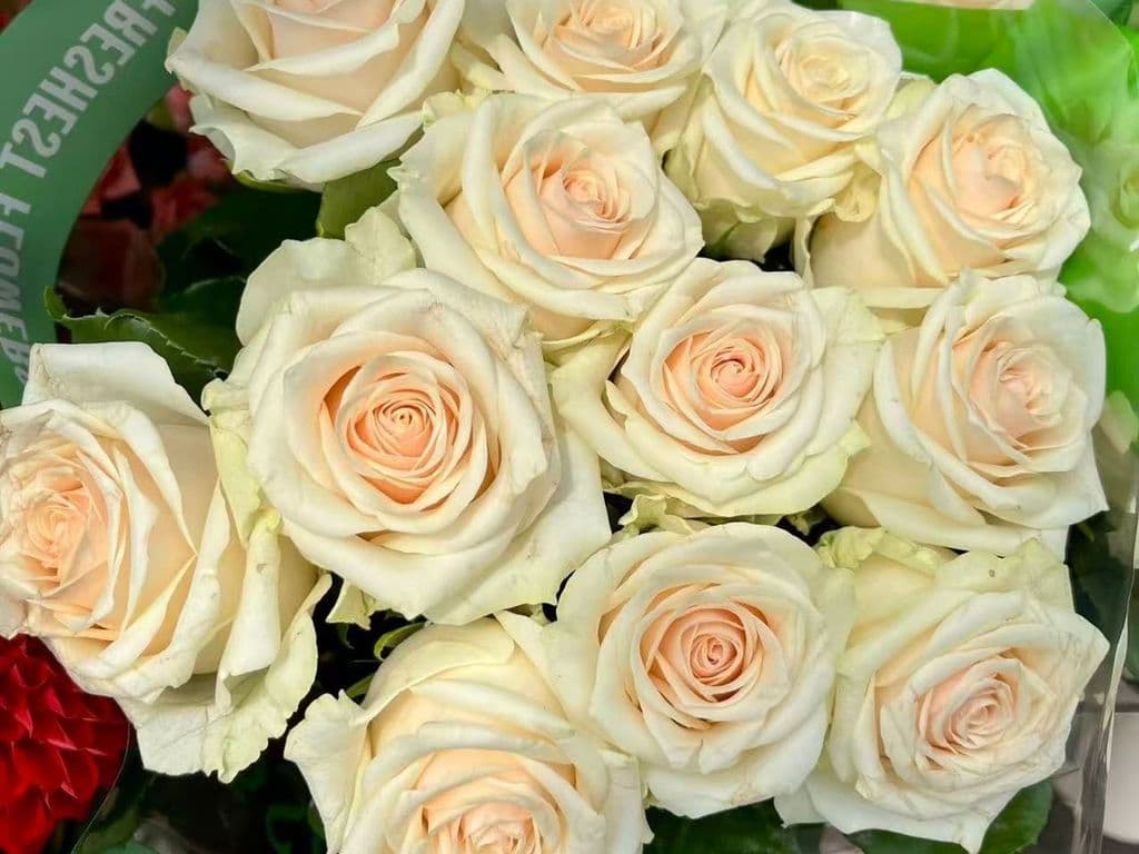 Flowers - Local Rose Cream bouquet (12 stems)