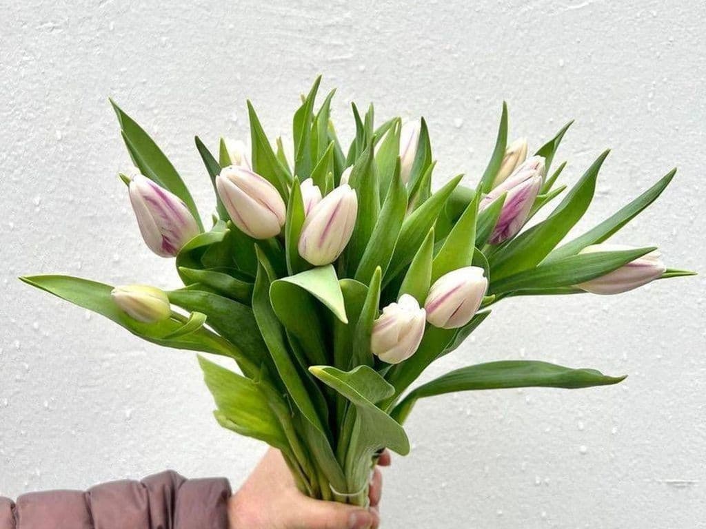 Flowers - Local Tulips Purple & White bouquet (10 stems)
