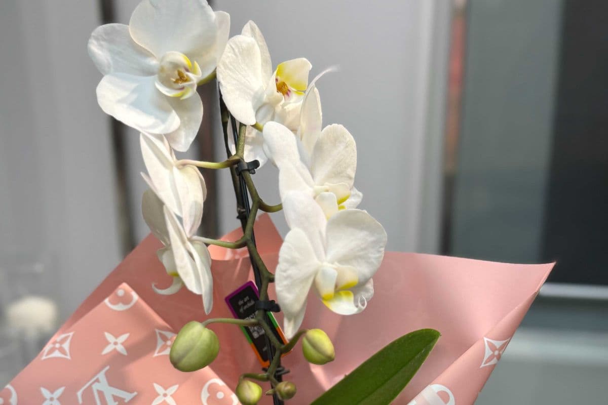 Cascading mini orchid