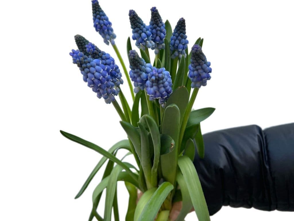 Flowers - Muscari bouquet (bunch)