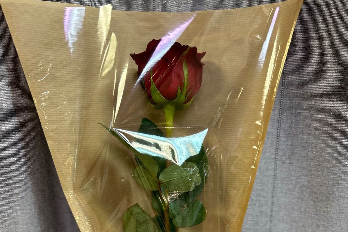 Love Kiss - 1 Red Rose