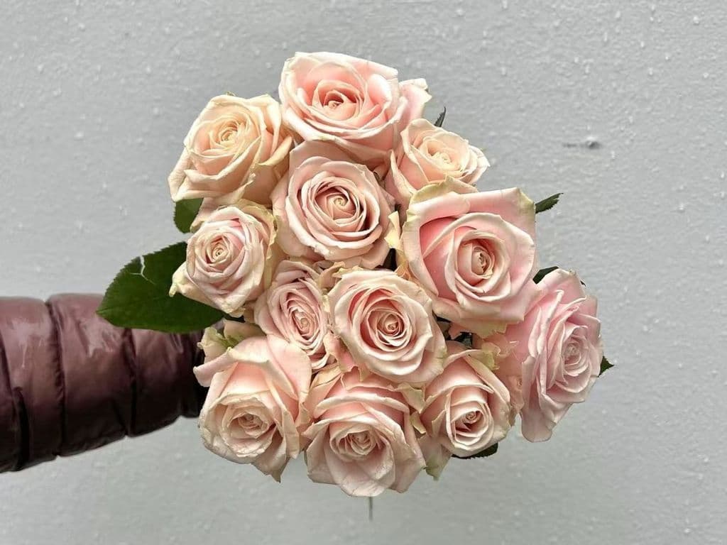 Local Flowers - Local Rose Light Pink bouquet (12 stems)