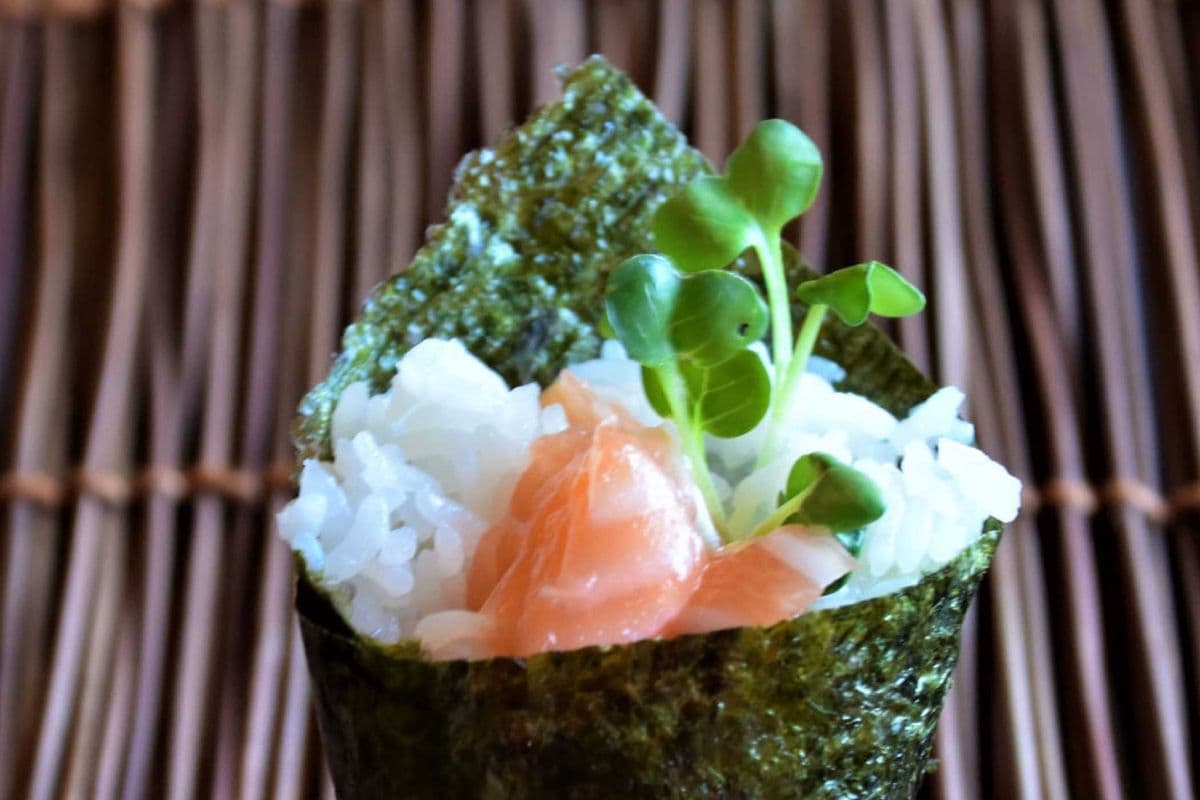 Salmon Cone