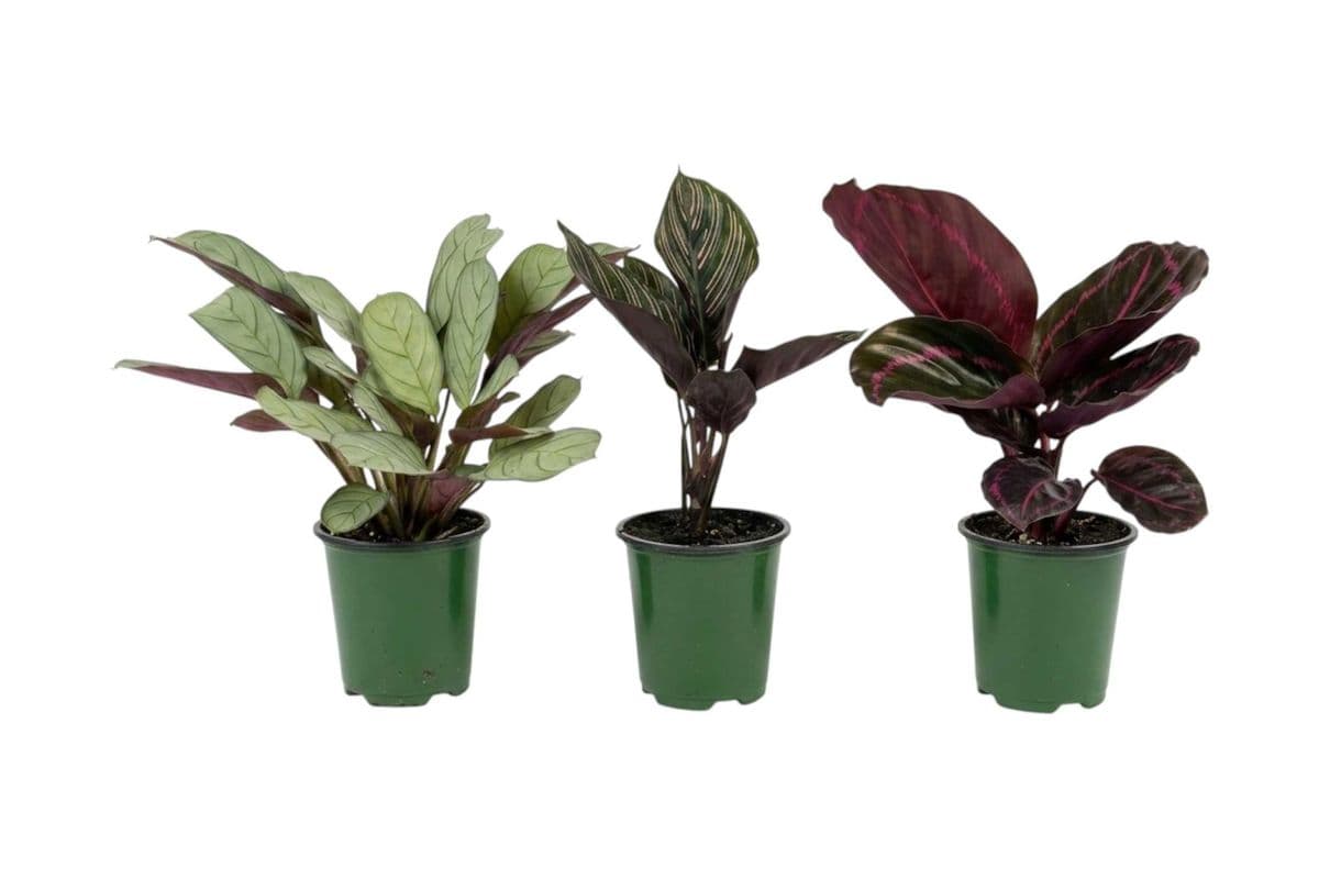 Assorted Calathea Trio - 3.5 Inch Pot