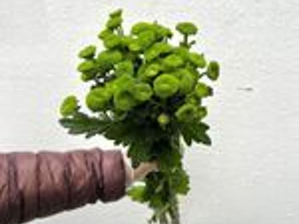 Flowers - Local Chrysan Peptalk bouquet (green) 5 stems