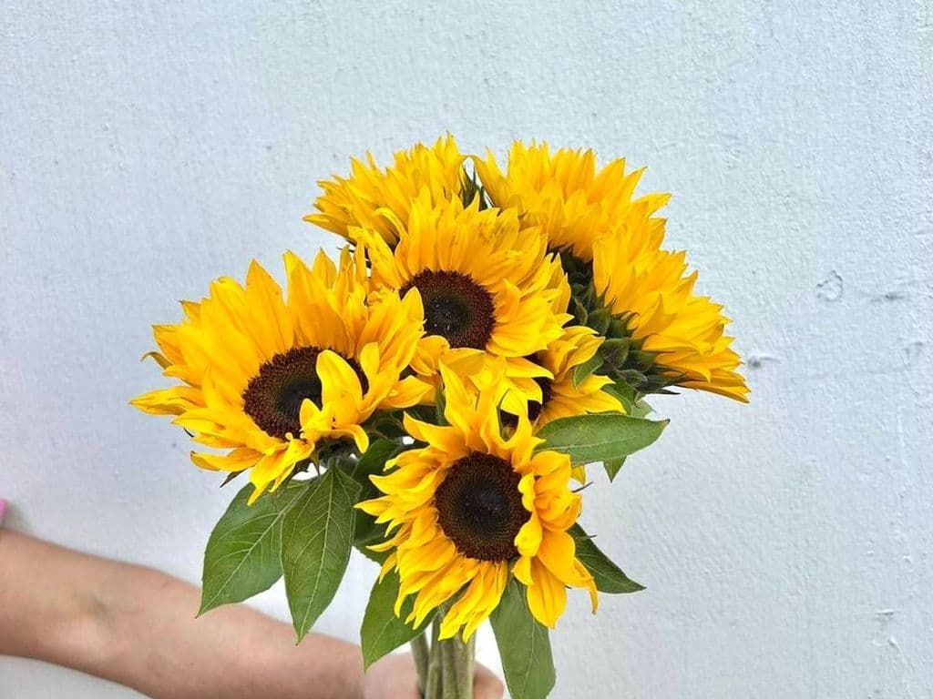 Flowers - Sunflower 5 stems