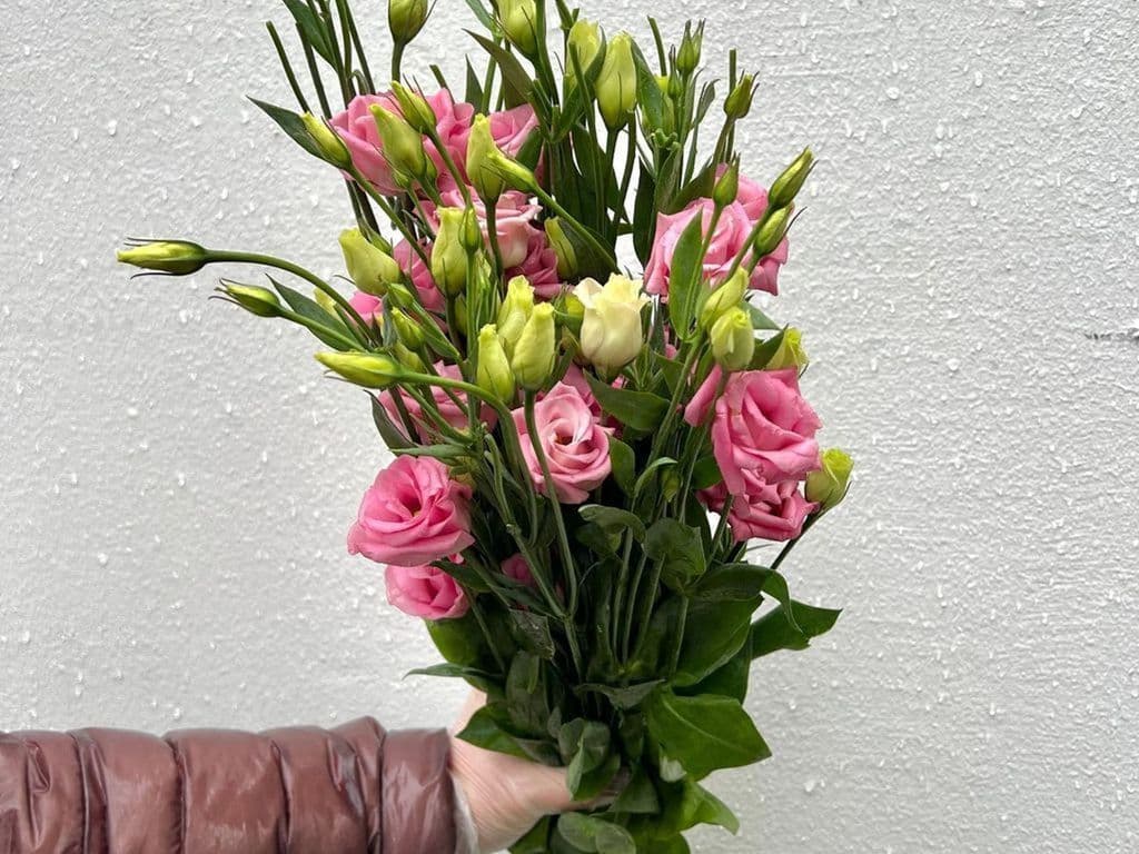 Flowers - Local Lisianthus Pink bouquet (5 stems)