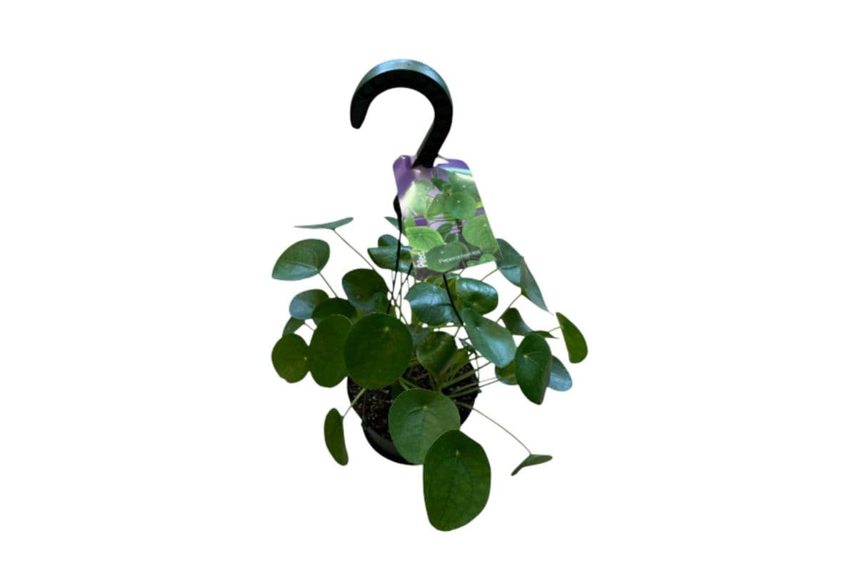 Pilea Hanging Basket - 6 Inch Pot