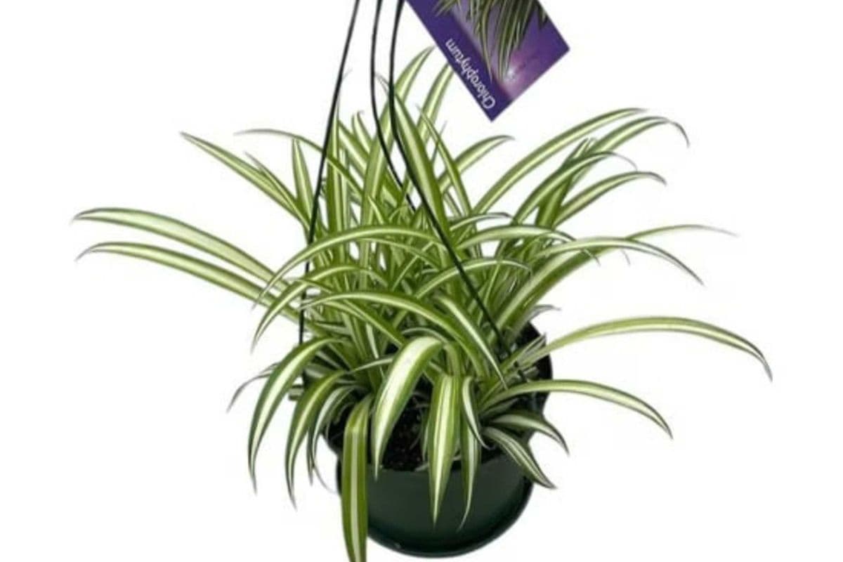 Spider Plant Hanging Basket - 6 Inch Pot