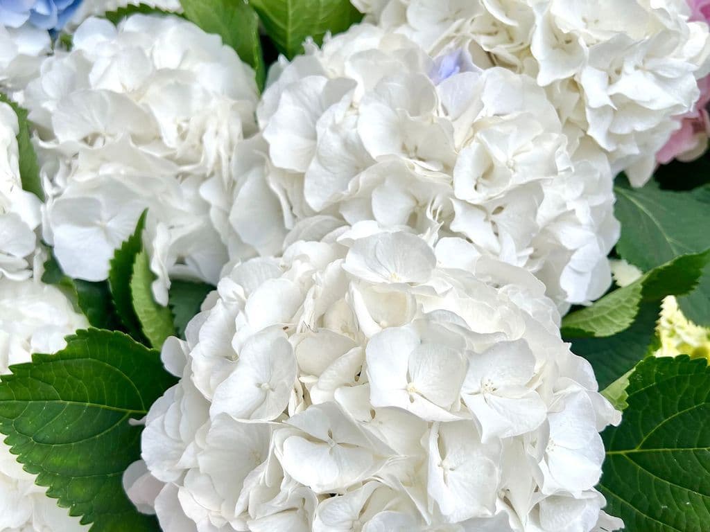 Flowers - Hydrangeas 1 stem (white)