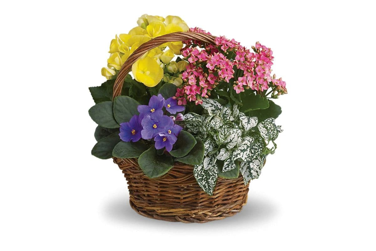 Spring Has Sprung Mixed Basket
