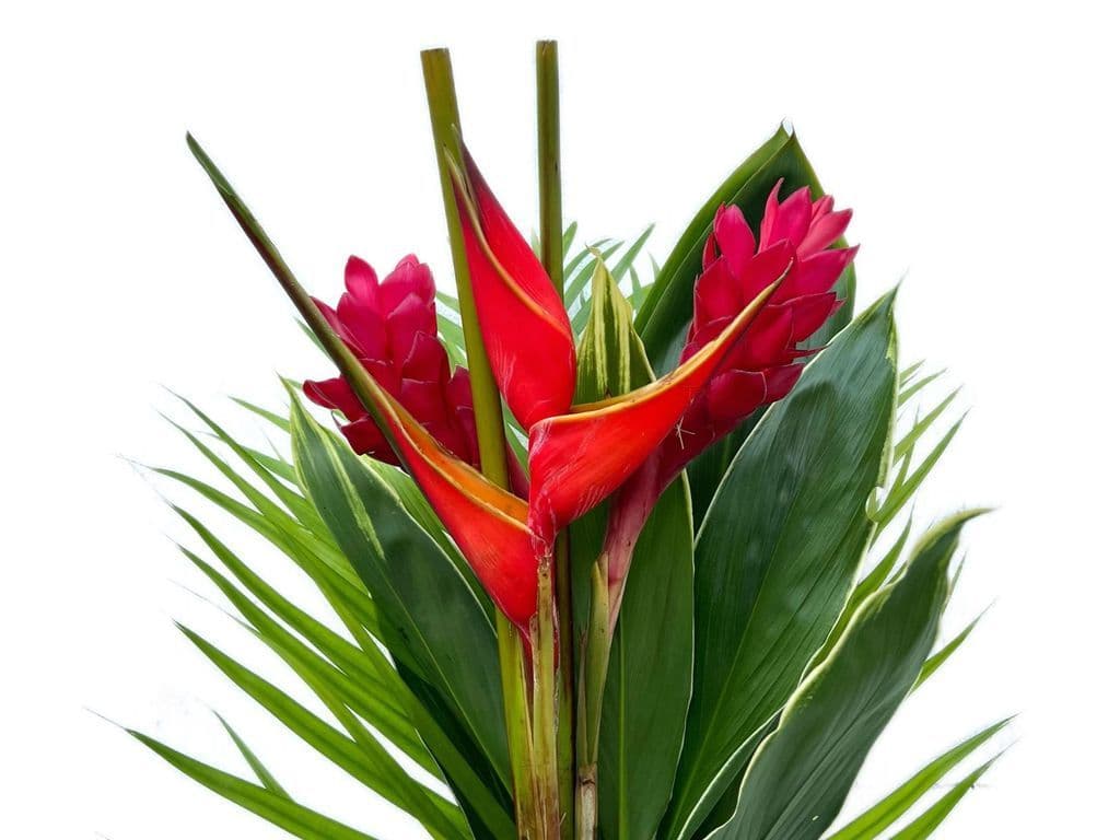Flowers - Tropical bouquet