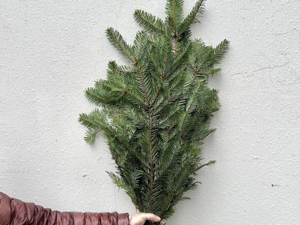 Flowers - Douglas Fir (5 stems)