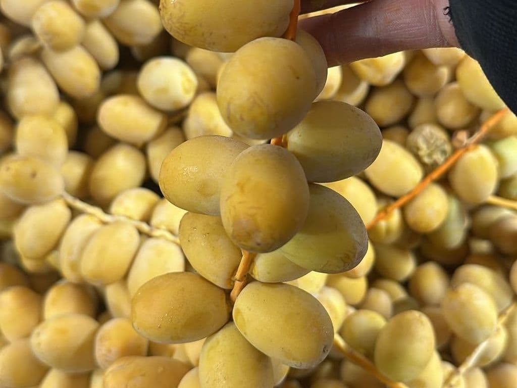 (TOP SELLER) FRESH BARHI DATES 1LB