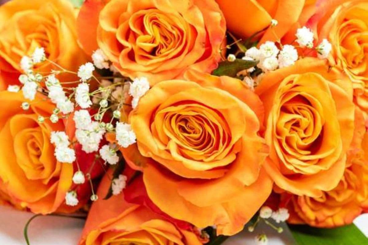 One Dozen Orange or Yellow Roses