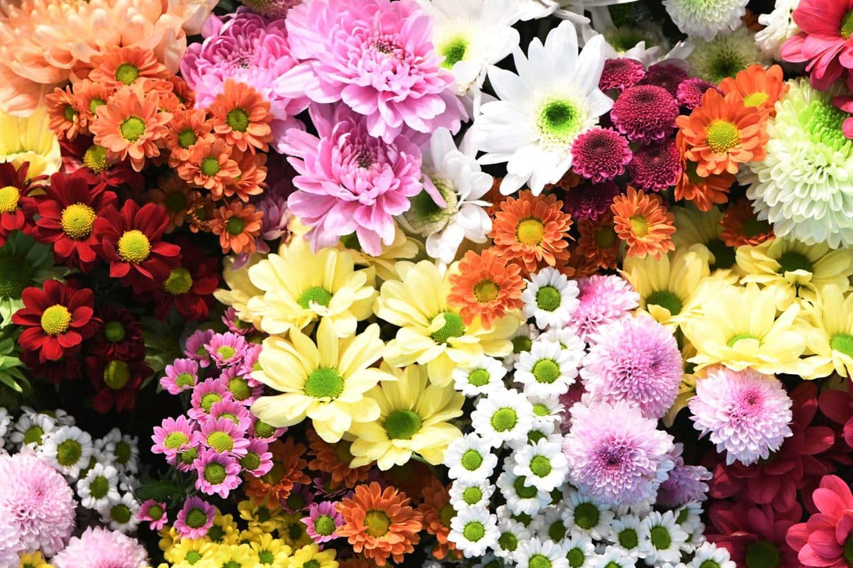 spray mum bouquet