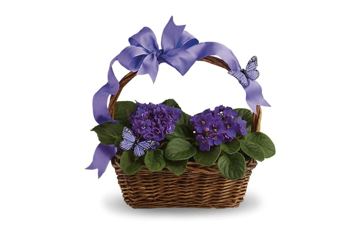Violets and Butterflies