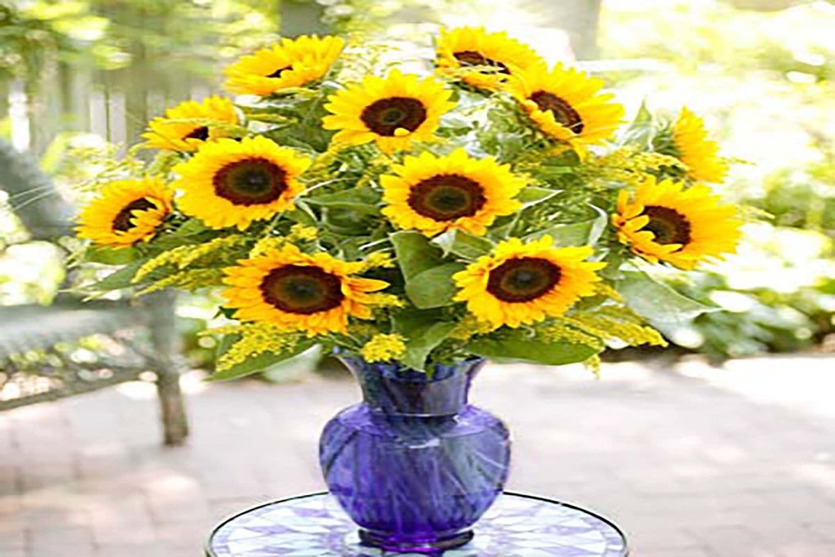 A Sunflower Burst