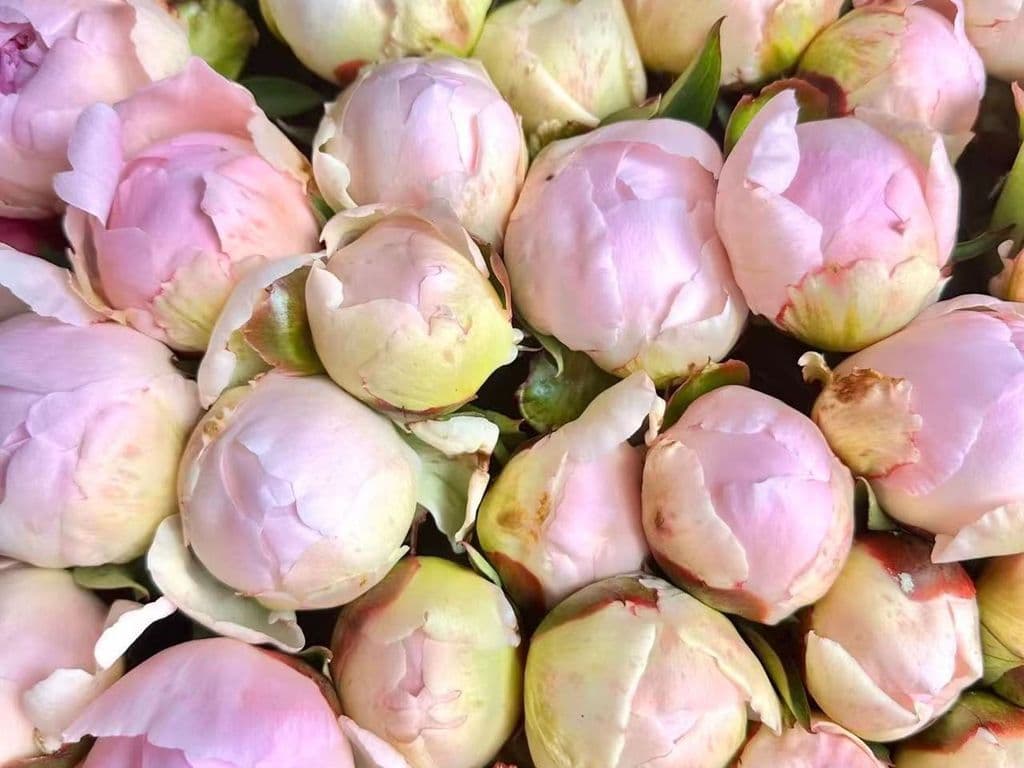 (BEST SELLER) Flowers - Peonies Parfait (5 stems)