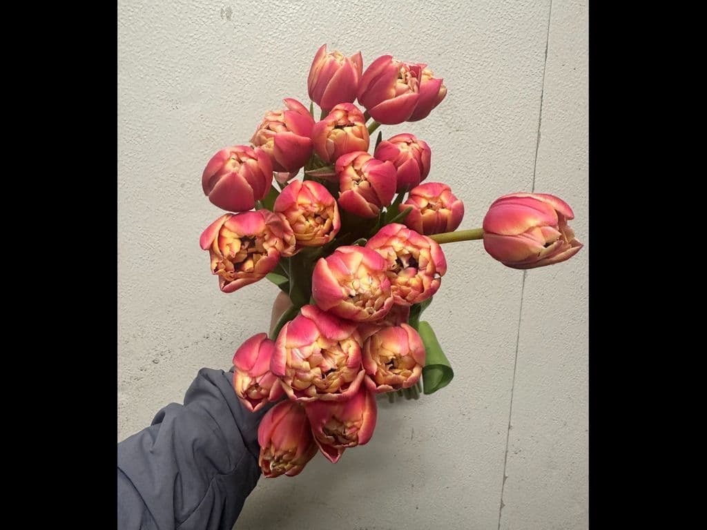 Local Flowers - Tulips Colombus (10 stems)