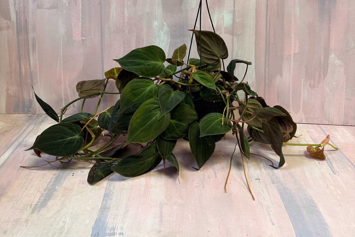 6" Philodendron micans in Hanging Basket