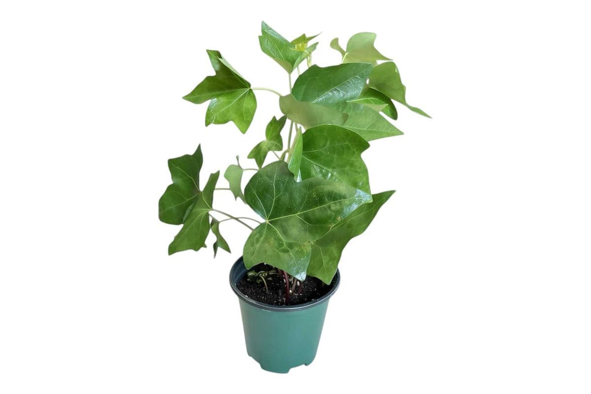 Ivy - 3.5 Inch Pot
