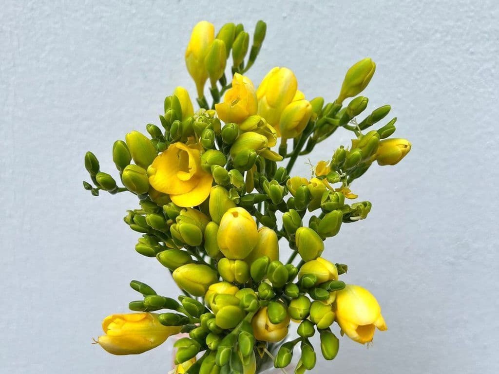 Flowers - Local Freesia Yellow (10 stems)
