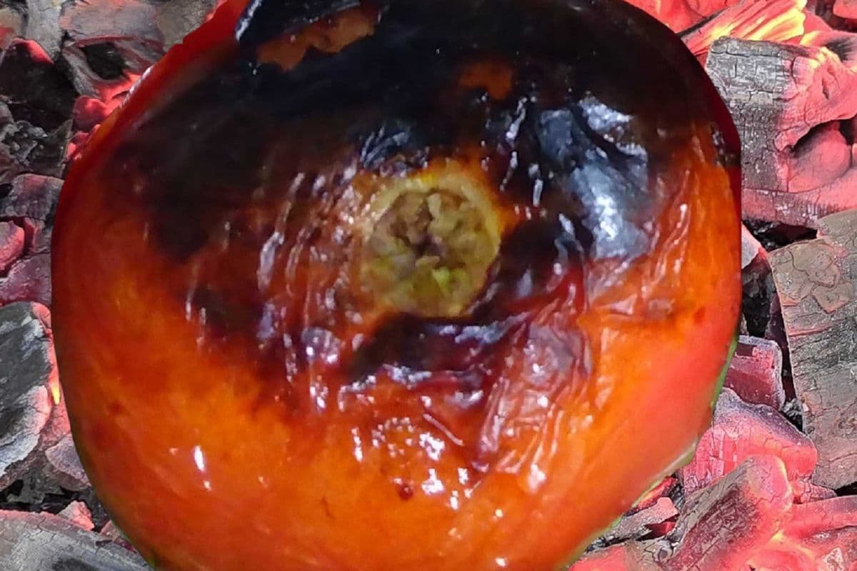 Grilled Tomato